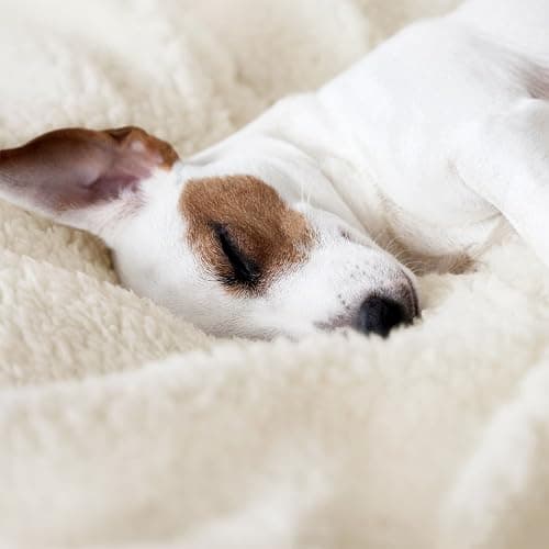 Snug Rug Cream Blanket Sherpa Fleece Luxury For Sofa Blankets Warm Winter Soft Throws 127 x 178cm (50" x 70") thumbnail 9