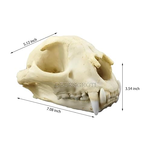 DEBKSGEOTI Female Cougar Skull Feline Model Synthetic 1:1 Puma Concolor Anatomy and Physiology Education Synthetic Replica thumbnail 3