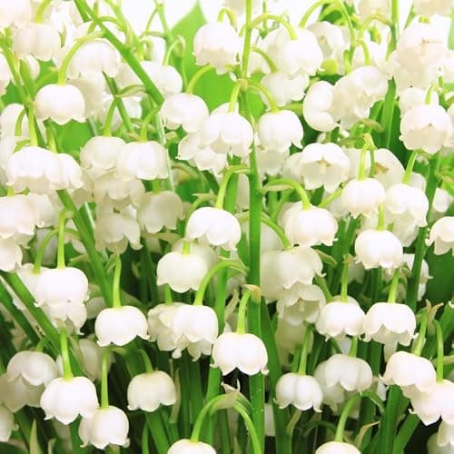 10 Lilies of The Valley Bulbs, Lily of The Valley Bulbs, Lily of The Valley Bulbs for Planting, Prennial Flower Bulbs thumbnail 2