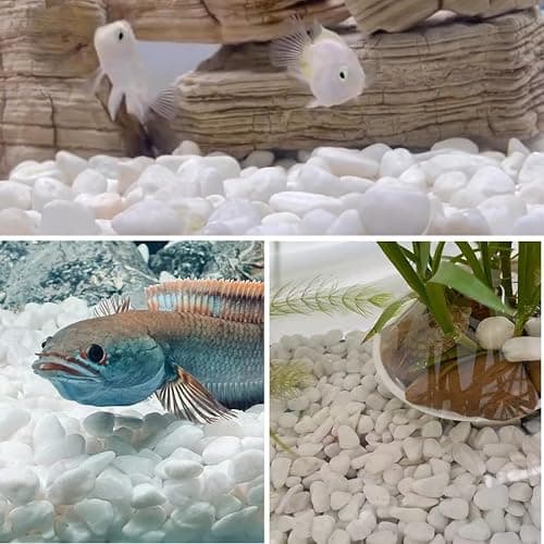 YISZM 5lb White Pebbles for Indoor Plants, 1-2 Inch Natural River Rocks, Snow White Decorative Stones, Ideal for Fish Tank, Vases, Crafting, Home Decor and Garden Landscaping Rocks thumbnail 7