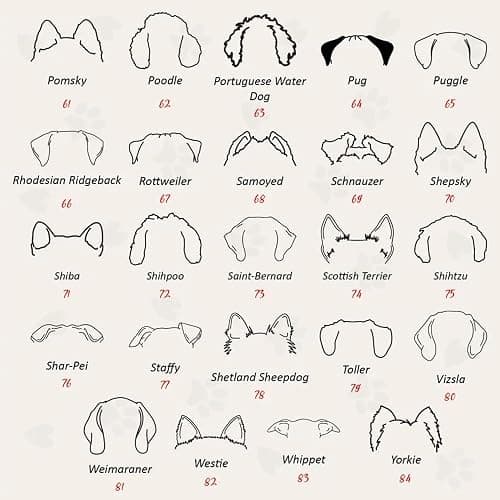 Dog Embroidered Sweatshirt thumbnail 6