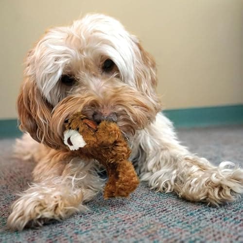 KONG Low Stuffing with Squeaker Dog Toy, X-Small, 3 Animals, Bear, Duck, Frog thumbnail 4