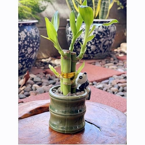 Coop & Harp Small Lucky Bamboo Live Indoor Plant with Ceramic Vase, Live Indoor Lucky Bamboo for Home, Office and Gift (2PK Panda) thumbnail 4