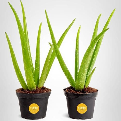 Costa Farms Aloe Vera Live Plants in Plastic Pots, Easy to Maintain, Air Purifying Indoor Succulents, Houseplants for Home, Room, or Office Decor, House Warming or Birthday Gift, 12-18, Pack of 2 thumbnail 10