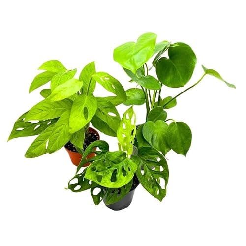 BubbleBlooms Monstera Assortment, 4 inch Set of 3 Different Monsteras, Swiss Cheese, Deliciosa, Minima, Narrow thumbnail 6