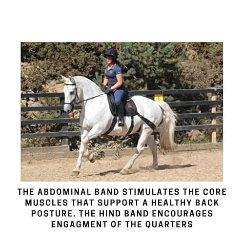 Equine Balance Bands Equine Band System - Core Training Aid for Horses. Saddle Pad and Equibands System thumbnail 7