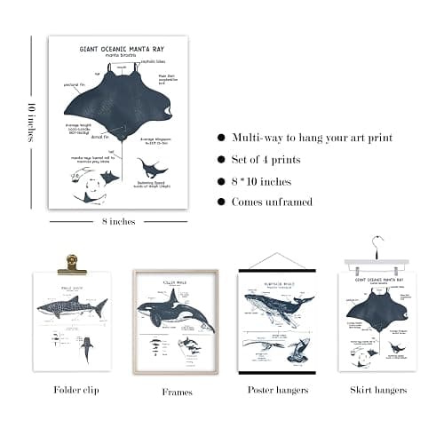 VIIJJUE Whale Shark Decor Wall Art Prints Set of 4, Shark poster, Ocean Beach Room Decor posters, Ocean Marine Life Educational Wall Art for Classroom Bathroom Living Room, 8x10 Inches Unframed thumbnail 5