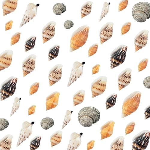 WEOXPR 2000 Pcs Tiny Sea Shells for Craft, Mixed Ocean Beach Mini Seashells | 2000 tiny sea shells, mini seashells bulk, mixed ocean shells, crafting, DIY, fish tank, vase decor thumbnail 6