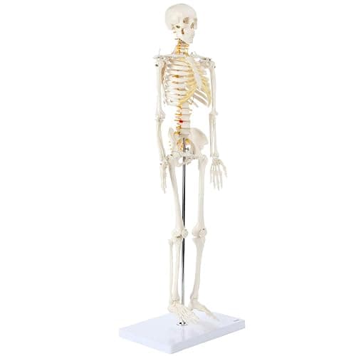 Axis Scientific Mini Human Skeleton Model with Metal Stand, 31" Tall with Removable Arms and Legs, Easy to Assemble, Includes Detailed Product Manual for Study thumbnail 7