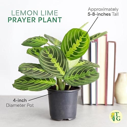 Thorsen's Greenhouse Lemon Lime Prayer Plant, Live Indoor Plant, Pet Friendly, Attractive Houseplant, Lemon Maranta, Natural Air Purifier, Easy to Grow, 4" Diameter Pot (Gold) thumbnail 6