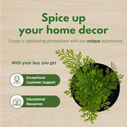 BubbleBlooms Fern Variety Assortment, 6 Different Ferns in 2 inch pots Tiny Mini Pixie Plants thumbnail 6