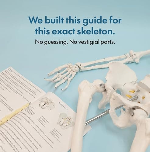 Axis Scientific Life Size Skeleton Model for Anatomy Study, Includes 3 Printed Guides, Pelvic-Mounted Rolling Stand, and US-Based Customer Service thumbnail 3