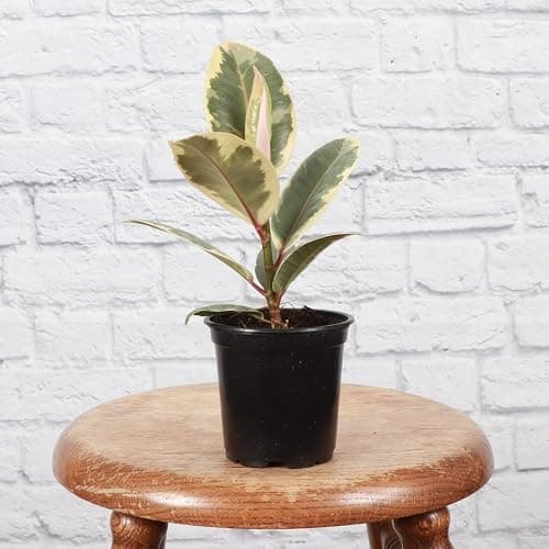 Thorsen's Greenhouse Live Tineke Rubber Plant, Ficus Elastica, Live Indoor Plant, 4" Diameter Pot thumbnail 3