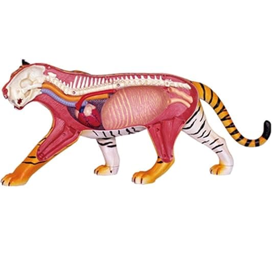 4D Tiger Anatomy Model, Animal Body Model Kidney Model Removable 28 PartsTeaching Model Biology Model Studying Display thumbnail 4
