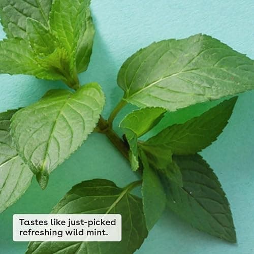 eos 100% Natural & Organic Lip Balm - Sweet Mint, All-Day Moisture, Dermatologist Recommended for Sensitive Skin Care, Lip Care Products, 0.25 oz thumbnail 2
