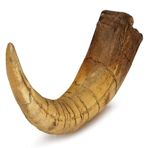 Fossilized Teeth and Claws of Various Prehistoric Dinosaurs, Megalodon Shark Teeth, and High-Fidelity Replicas (Megaraptor Claw) thumbnail 5