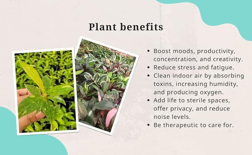 CoollectivePlants Monstera Swiss Cheese – Live Monstera Plant in 4″ Grower’s Pot, Easy Care Indoor House Plants Live and Low Maintenance Indoor Plant thumbnail 5