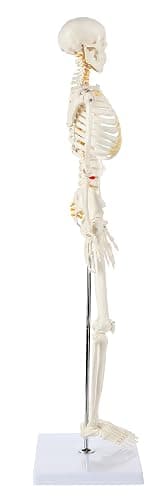 Axis Scientific Mini Human Skeleton Model with Metal Stand, 31" Tall with Removable Arms and Legs, Easy to Assemble, Includes Detailed Product Manual for Study thumbnail 10