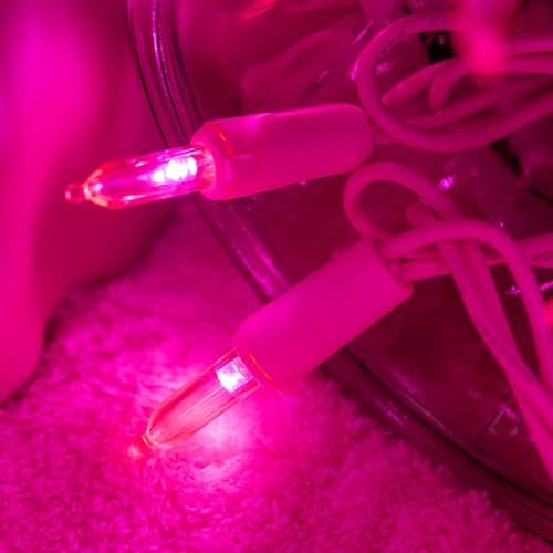 YULETIME Pink LED Christmas Lights with Pink Wire, 33 ft 100 Count UL Certified Commercial Grade Holiday String Light Set thumbnail 5