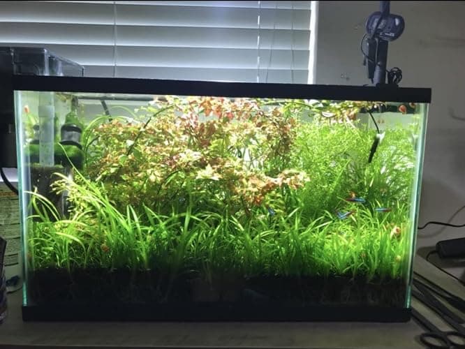 15x Dwarf Sagittaria Subulata Dwarf Sag Live Aquarium Plants Aquatic Carpet Plant Buy 2 GET 1FREE thumbnail 7