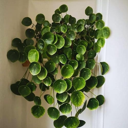 2 Money Plants Live, 5 to 7 Inc in Height, Pilea Peperomioides Plant Live, Money Live Plant thumbnail 3