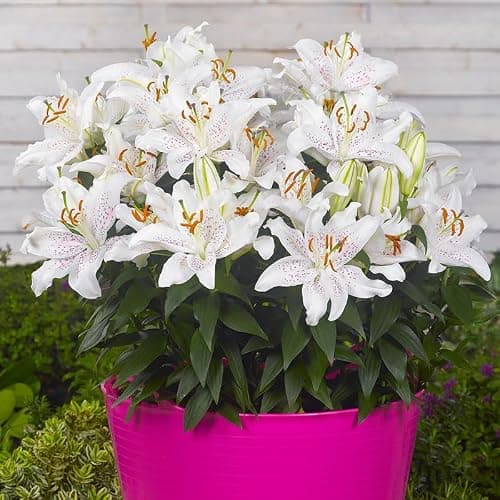 Muscadet Oriental Lilies Flower Bulbs - 3 Lily Bulbs per Pack - Pleasantly Scented - Attracts Butterflies and Hummingbirds - Good as Cut Flowers - Grows Well in Containers - Perennializing Garden thumbnail 2