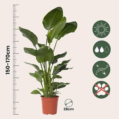 Plant in a Box - Strelitzia Nicolai XXL - Grande plante verte interieur vivante - Plante oiseau du paradis - Pot 28cm - Hauteur 150-170cm thumbnail 4
