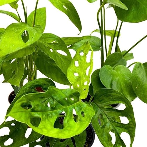 BubbleBlooms Monstera Assortment, 4 inch Set of 3 Different Monsteras, Swiss Cheese, Deliciosa, Minima, Narrow thumbnail 8