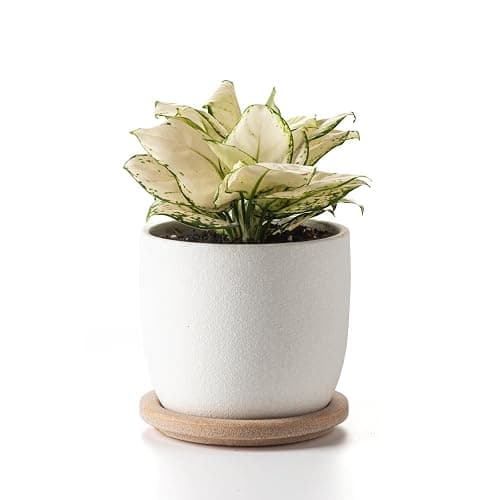 POITONRU Ceramic Flower Pots Indoor-Outdoor: 5.75 Inch Planters with Drainage Holes & Saucer - Modern Decorative Plant Pots Ceramic for Home Gardeners (White) - Image 1