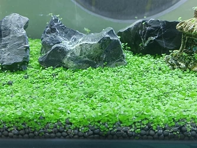 4 in 1 Aquarium Plant S.e.e.ds, no Artificial Plastic Plant, Live Grass for Fish Tank, fit All Substrate (0.36ozTiny+0.36oz Long+0.36oz Short+0.36oz Big Dual) ZQV-003 thumbnail 2