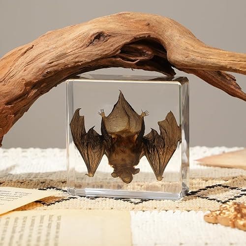 Artojoy Taxidermy Bat, Real Bat Specimens Animal Specimen Preserved in Resin, Gothic Decor Display for Science Classroom Science Education, Gift for Fans of Taxidermy, Oddities, Biology thumbnail 8