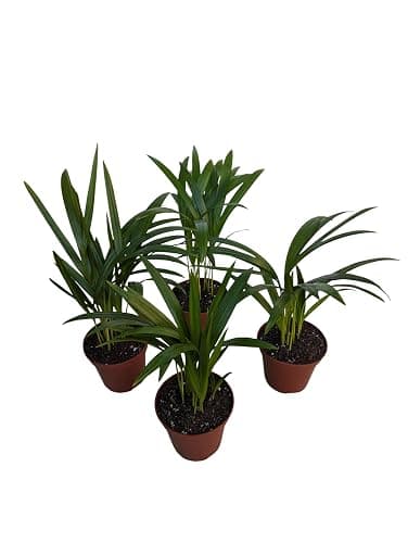 Live Areca Palm Plants, 4 Inch Pots, Indoor House Plants, Set of 4 - Image 1