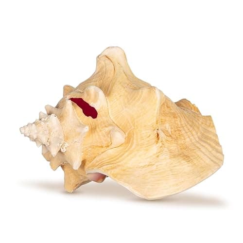 Conch Shell Decor - Seashell Decor - 6-8" Large Sea Shell - Shells for Decoration - Large Seashells for Crafts - Magic Conch Shell Room Decor thumbnail 6