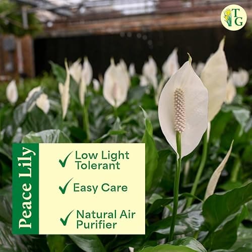 Live Peace Lily Plant, Spathyphylum, Low Light, Live Indoor Plant, 4" Diameter Pot thumbnail 4