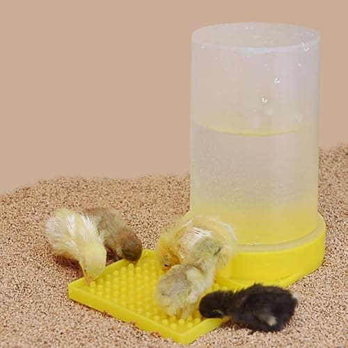 Baby Bird Button Quail Yellow Water Feeder thumbnail 4