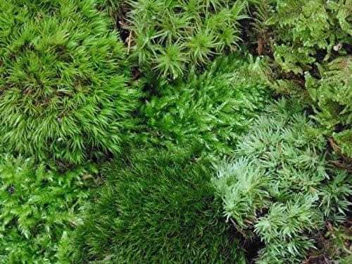 Tin Roof Treasure Live Terrarium Moss Assortment thumbnail 2