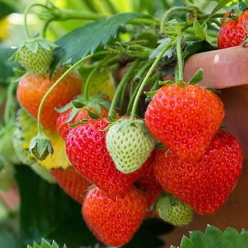 Rare Strawberry Seeds for Planting – 300 Non-GMO Heirloom Seeds - Extra Big, Juicy, Sweet Strawberries thumbnail 2