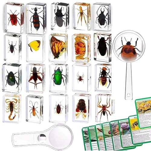 20 Pieces Insect in Resin Bug Preserved Specimen Collection Paperweights Resin Insects Various Insect Specimen for Office, Men, Women, Biology, Science Teacher, Education, Bug Collection Supplies - Image 1