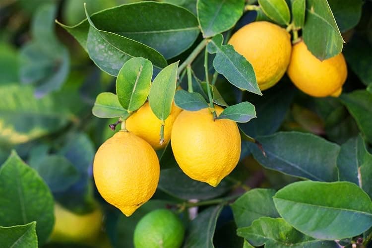 1200+ Mix Fruit Seeds Berry Seeds for Planting (9 Varieties) Heirloom Strawberry Raspberry Mulberry Apple Orange Blueberry Lemon Elderberry Cherry Seed for Home Garden thumbnail 7