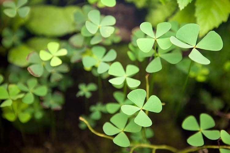 Foreground Potted Live Aquarium Plants | Freshwater Aquatic Plants for Aquariums (Potted Dwarf Cloverleaf) thumbnail 3