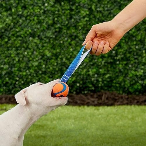 Chuckit! Ultra Tug Dog Toy, Small Fetch and Dog Ball Tug Toy for Dogs 0-20 Pounds thumbnail 4