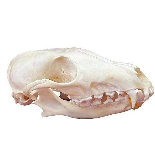 CLLOEAT Taxidermy Real Animals Skulls, Real Bones Specimen, Taxidermy Supplies for Science Education, Special Gift (Fox Skull) - Image 1