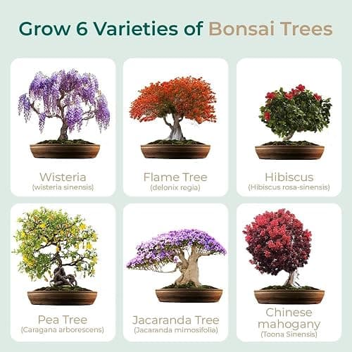 Master Bonsai Kit - Grow Buddha Bonsai Tree Growing Kit - Professional Growing and Styling Bonsai Set - Japanese Bonsai - Become Bonsai Master - Ideal Bonsai Tree Seed Kit for Indoor Garden Gardening thumbnail 3