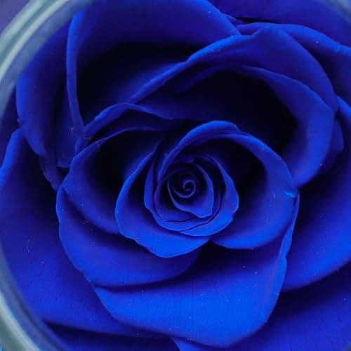 roliys Preserved Real Roses with Colorful Mood Light Wishing Bottle, Eternal Rose，Never Withered Flowers, Table Decor,Christmas Anniversary Valentine's, Blue 4.3inch, 1pcs thumbnail 7