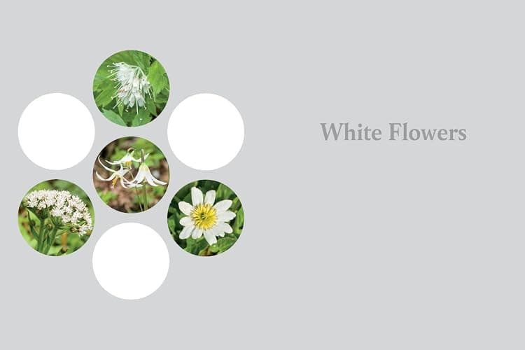 Western Washington and Oregon in Bloom: Find and Identify the 150 Most Common Wildflowers thumbnail 4