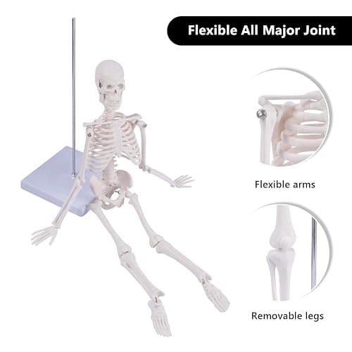 NLShan Human Skeleton Model for Anatomy: Scientific Model with Movable Arms, Legs & Display Stand - 17" Mini Human Skeleton Model for Study and Display thumbnail 3