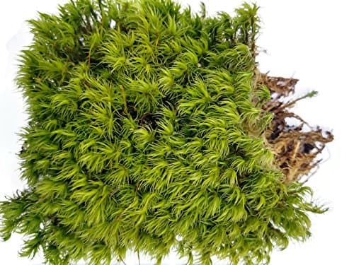 Tin Roof Treasure Live Terrarium Moss Assortment thumbnail 6