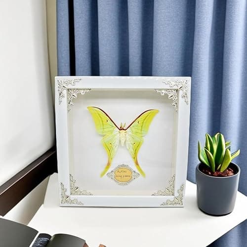 Real Framed Butterfly Moth Specimens，Various Moth Butterfly Specimens (Luna Moth) thumbnail 6