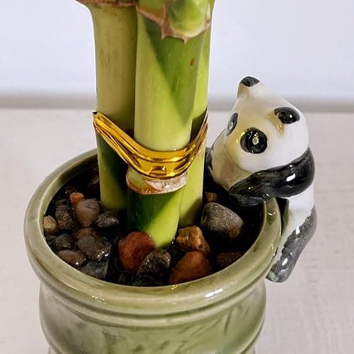 Coop & Harp Small Lucky Bamboo Live Indoor Plant with Ceramic Vase, Live Indoor Lucky Bamboo for Home, Office and Gift (2PK Panda) thumbnail 2