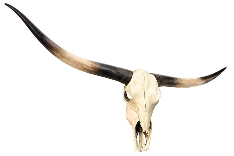 JUNTHORB 70in Longhorn Wall Decor, Extra Large Authentic Croissant，Cow Skull Wall Decor，cow horns, cow horn wall decoration, long horn skull，Handmade Farmhouse Decor thumbnail 9